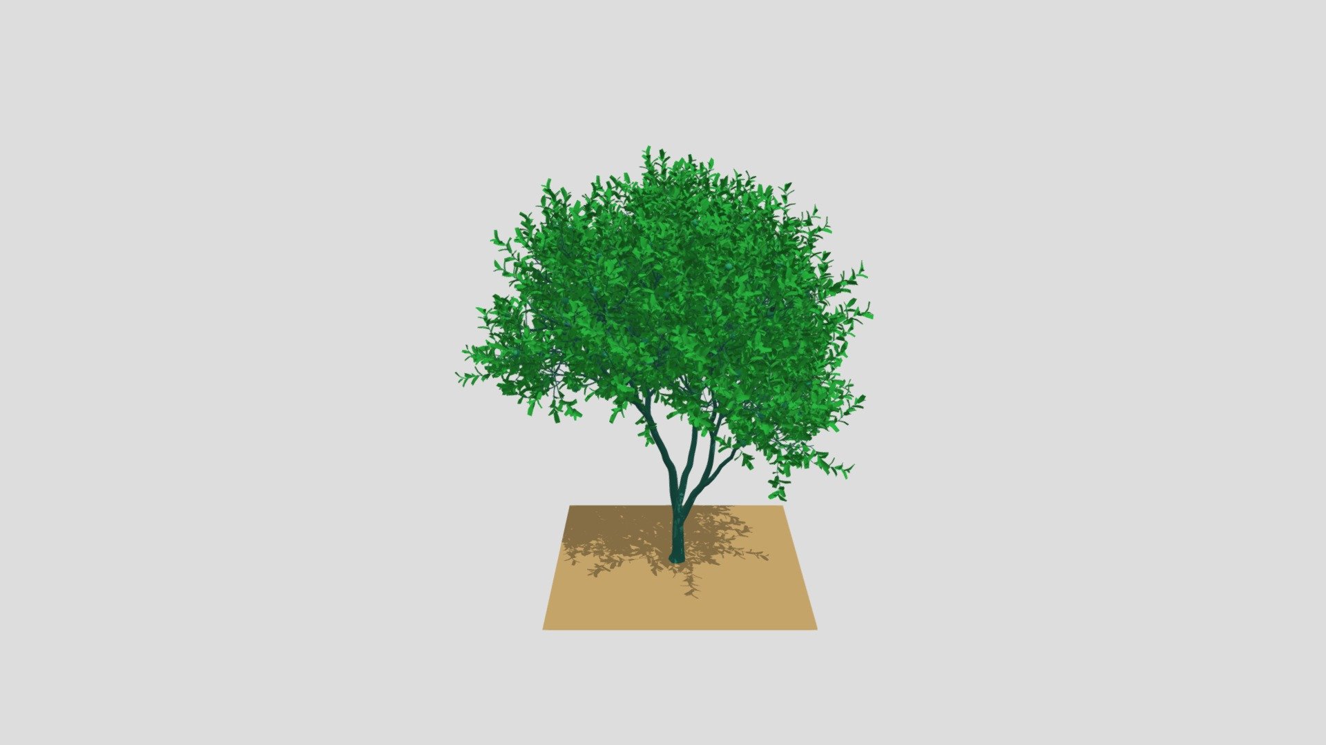 Plant Pomegranate-1