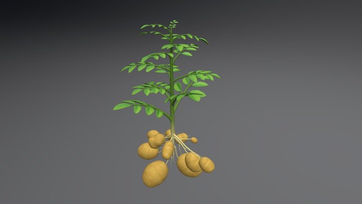 Potato plant 3D Model