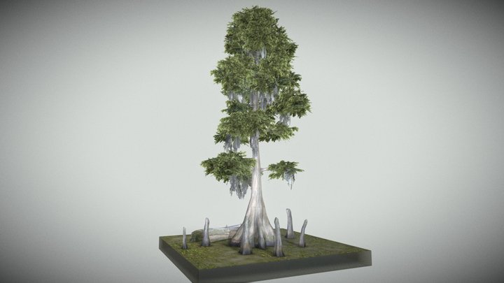 Bald Cypress Tree 3D Model