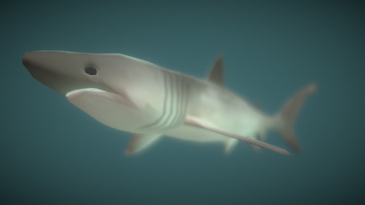 Basking Shark 3D Model