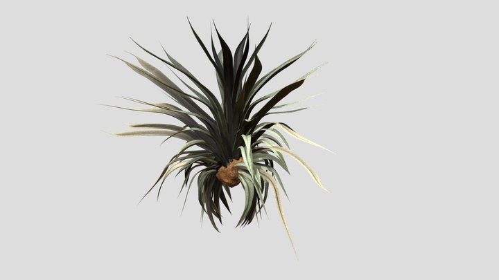 Clavel de Aire 3D Model