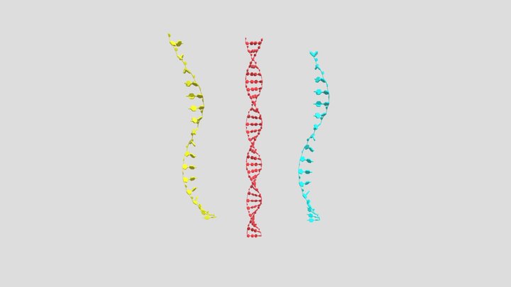 DNA 2 3D Model