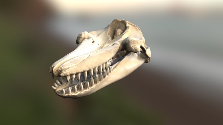 Skull Killer Whale Low 3D Model