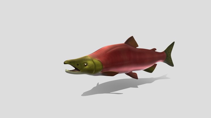 Saumon du Pacifique / Pacific Salmon 3D Model