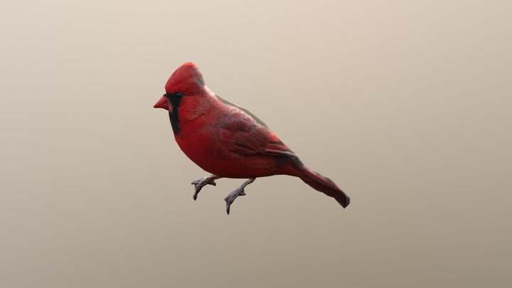 Cardinal Bird 3D Model