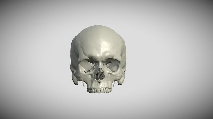 Human Skull 3d Models Sketchfab