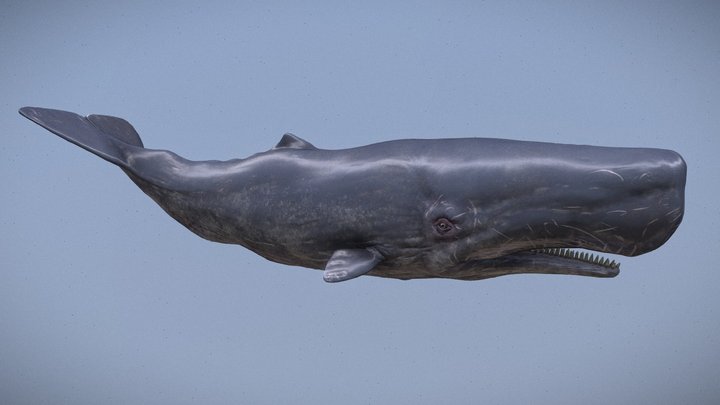 Sperm Whale Swim Animation 3D Model