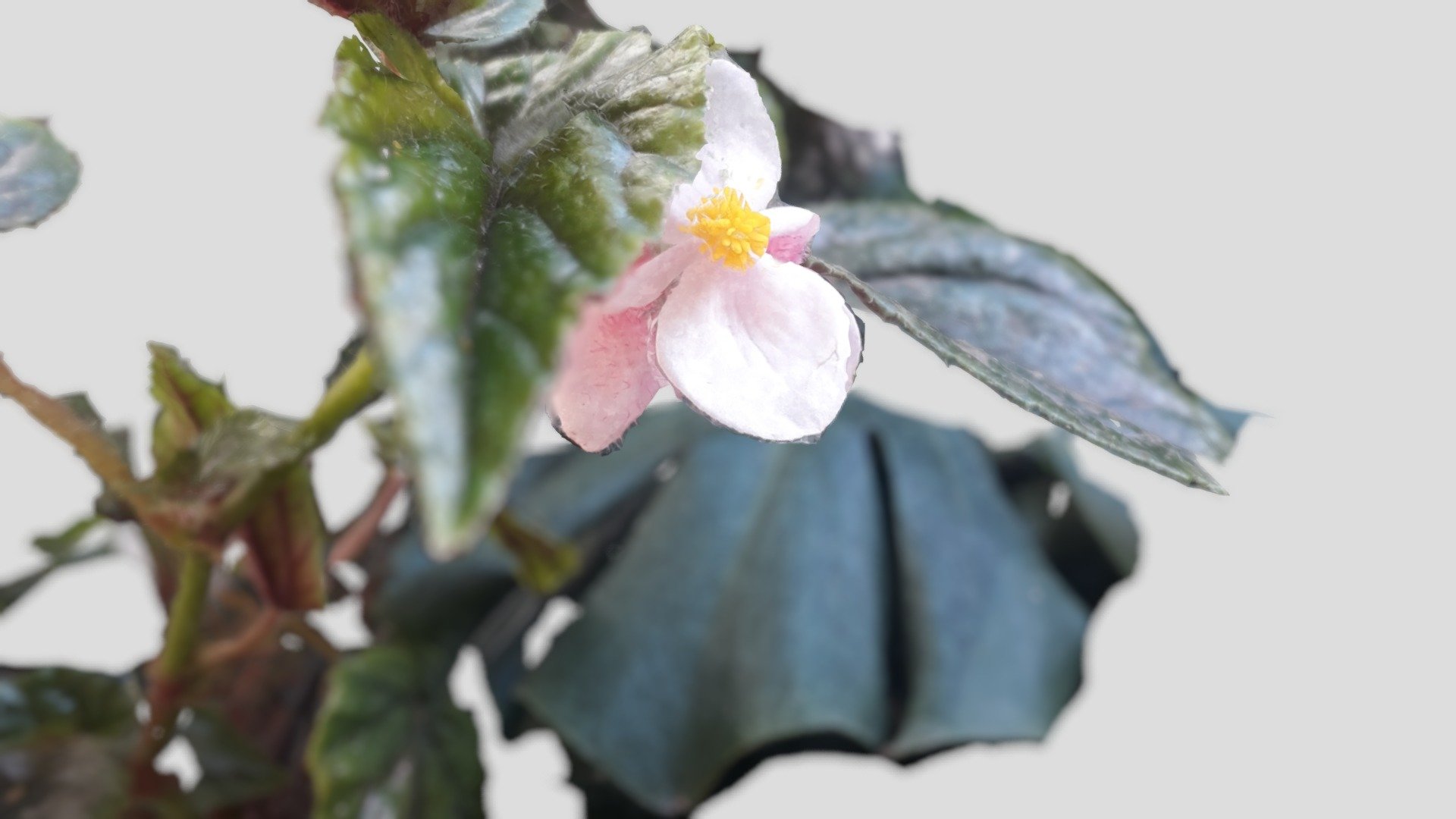 Begonia in the wind (12 pics)