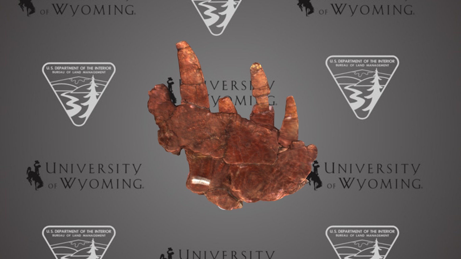 UW11562 - Heptasuchus clarki, Skull