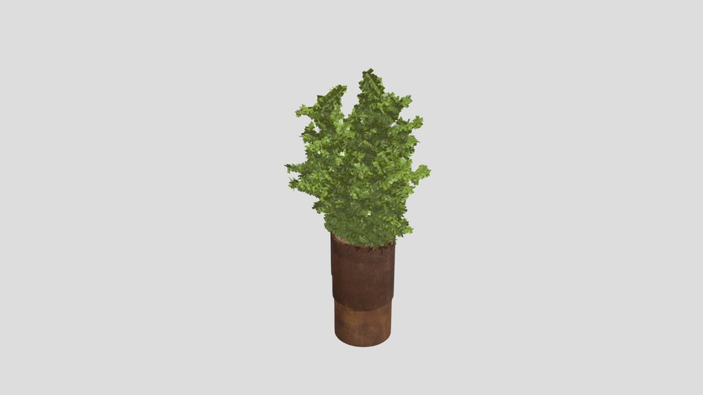 Ficus Benjamin Indoor Plant