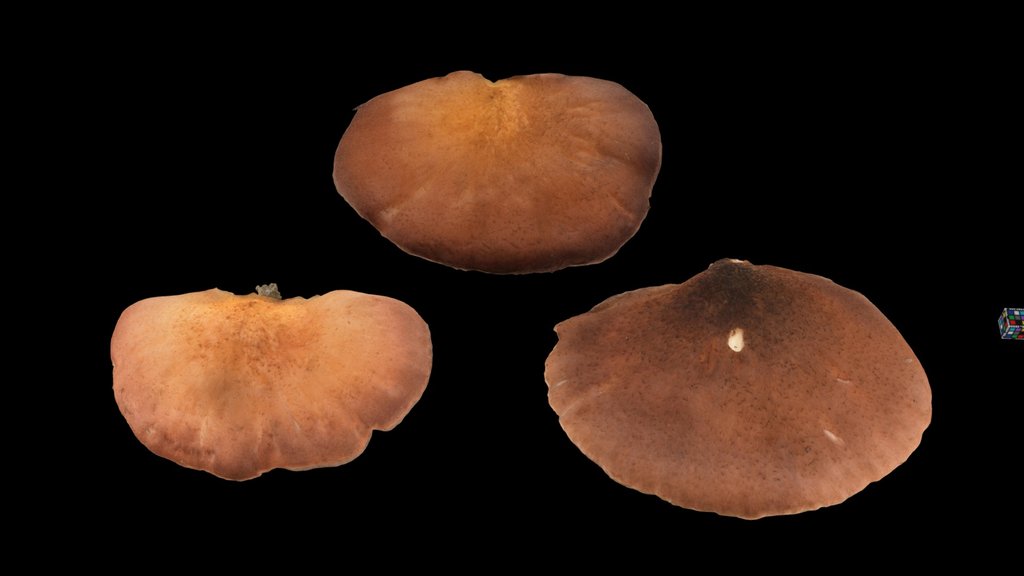 CC0 ツキヨタケ 🍄 Moonlight Mushroom, O. japonicus