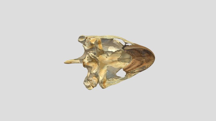 BIOL 300006 Sea Turtle Chelonia mydas Skull 3D Model