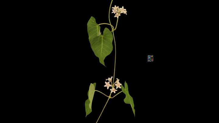 CC0 ガガイモ Gaga-imo Rough Potato, M. japonica