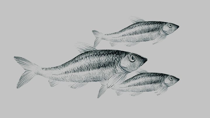 Рыбки 3D Model