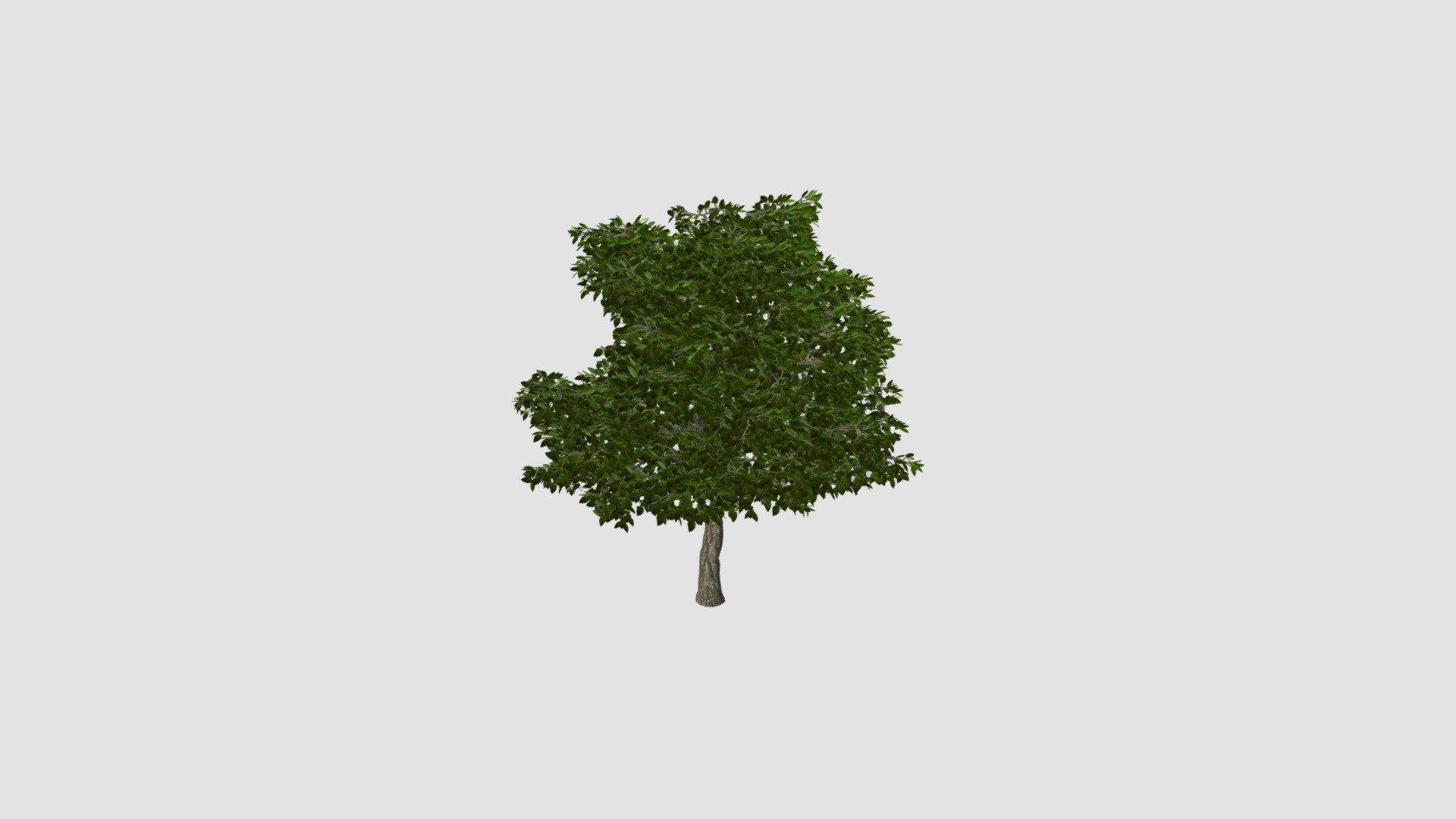 Plant for c4d - Buy Royalty Free 3D model by Evermotion [32c281b ...