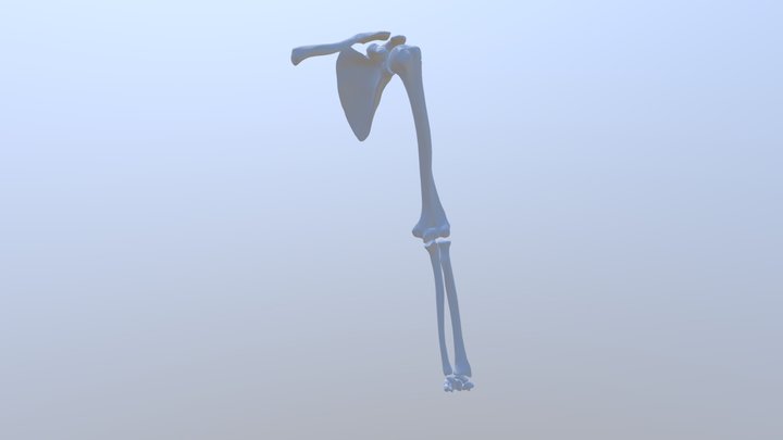 Upper Limb 3D Model