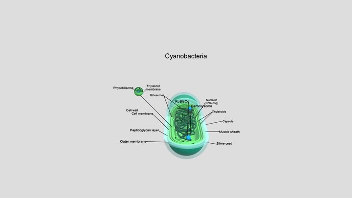 Cyanobacteria 3D Model