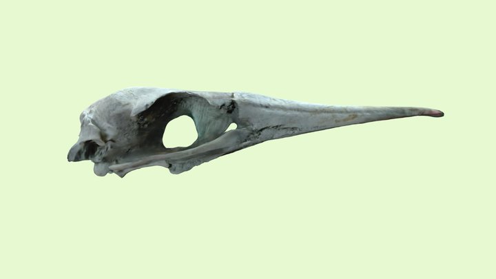 Crânio de Pato Marinho / Brown booby Skull