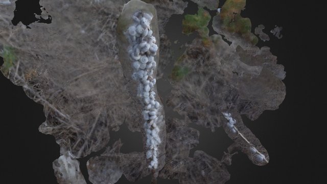 snails 3D Model