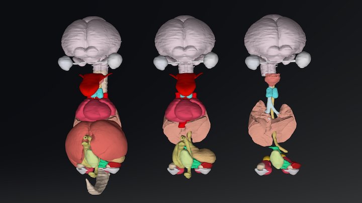 Mouse Embryo E14.5 (Internal organs)_2 3D Model