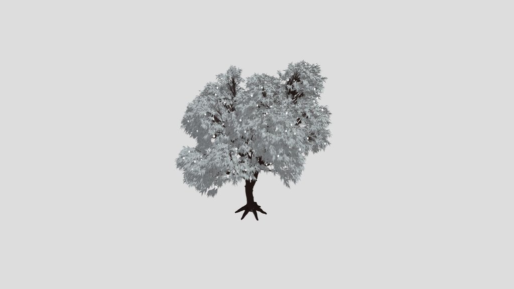 Mango Tree
