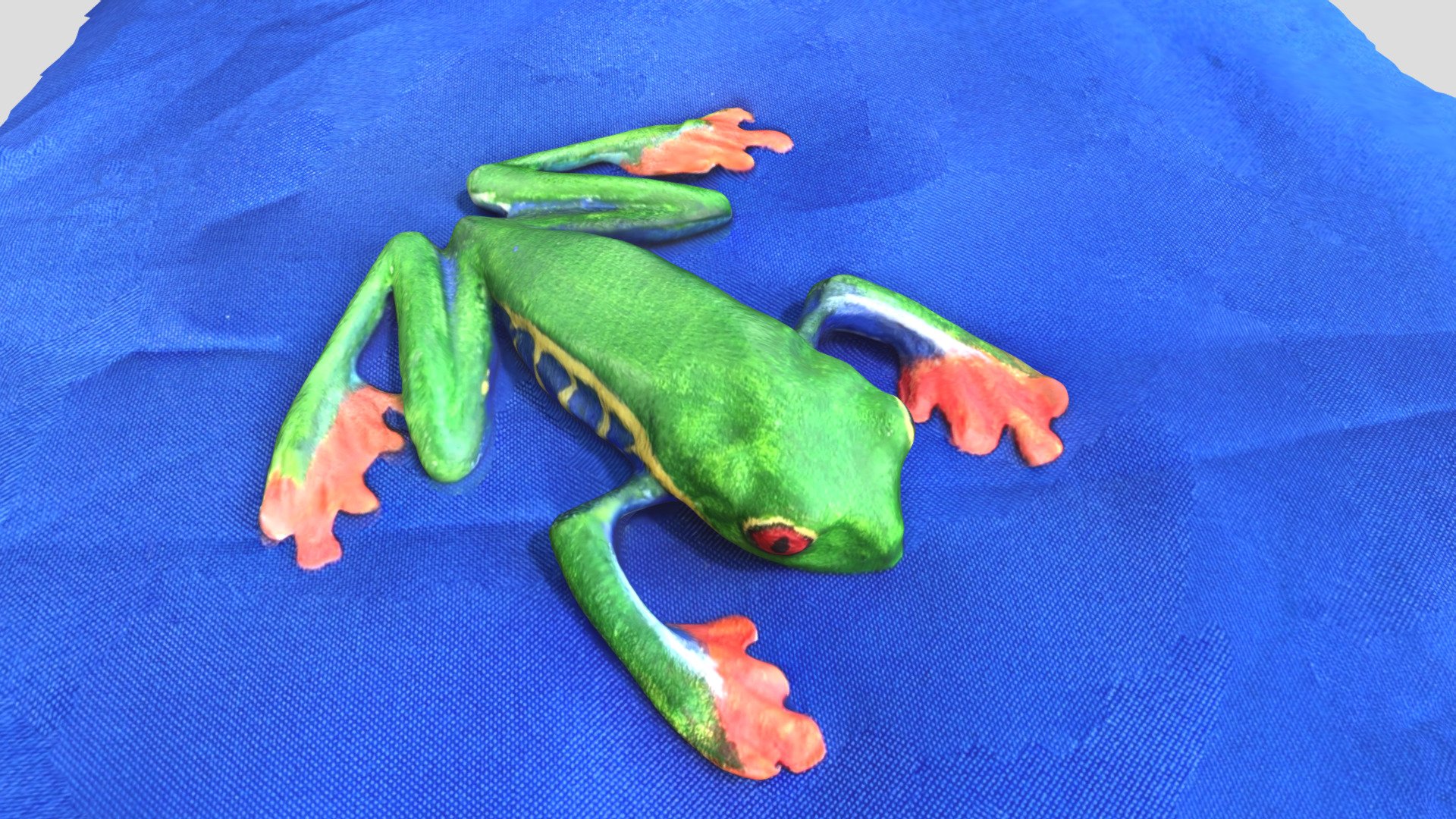 Agalychnis callidryas