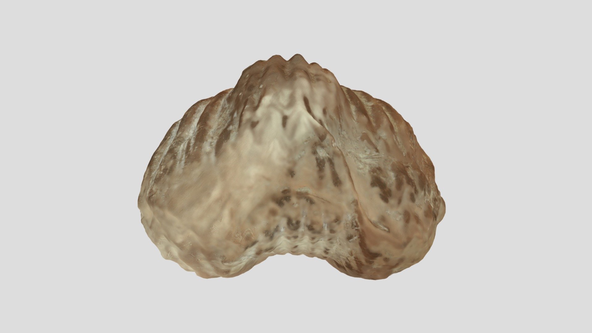 Platystrophia sp.