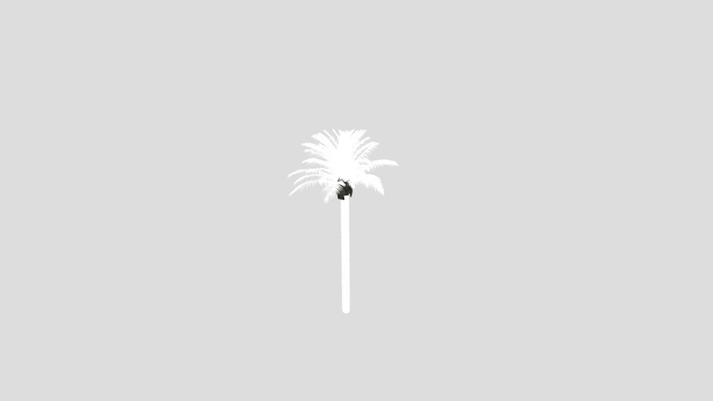 Dactylifera Palm Tree