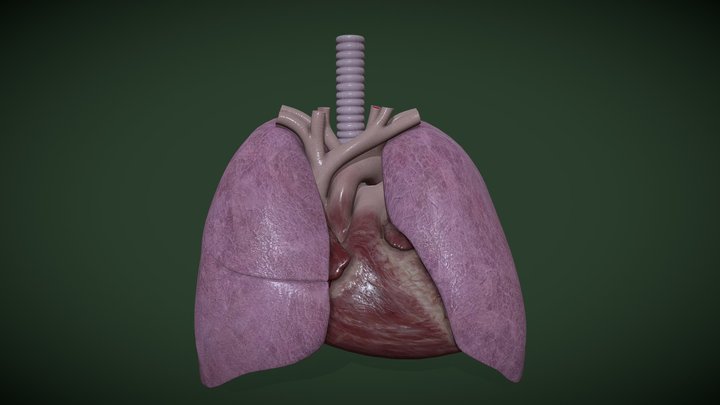 thoracic organs 3D Model
