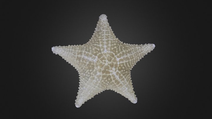 Asteroid: starfish or seastar 3D Model