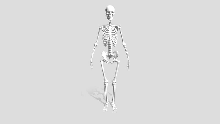 Skeleton 3D Model