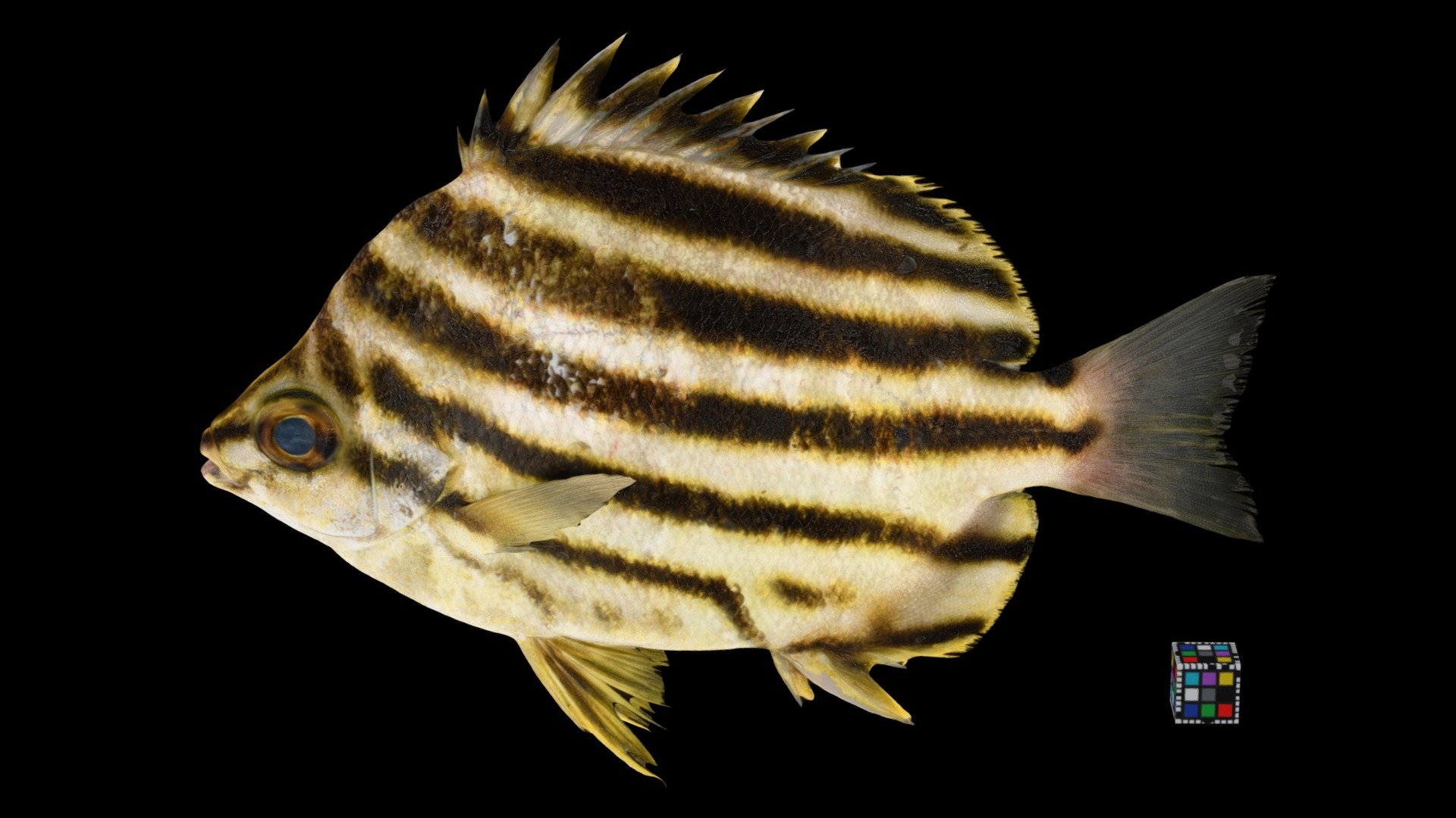 カゴカキダイ Stripey, Microcanthus strigatus