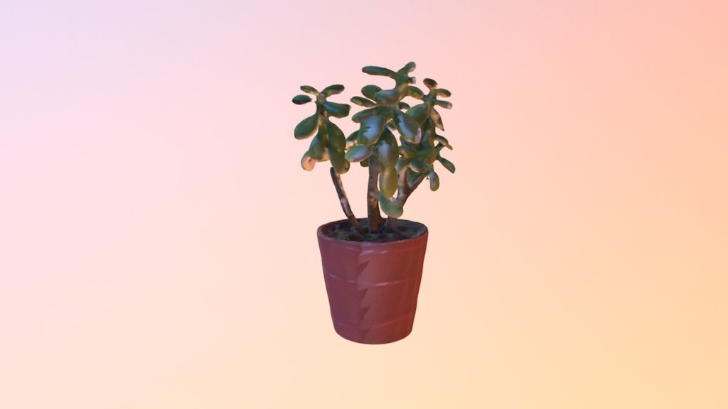 Jade Plant