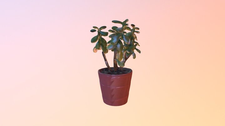 Jade Plant 3D Model