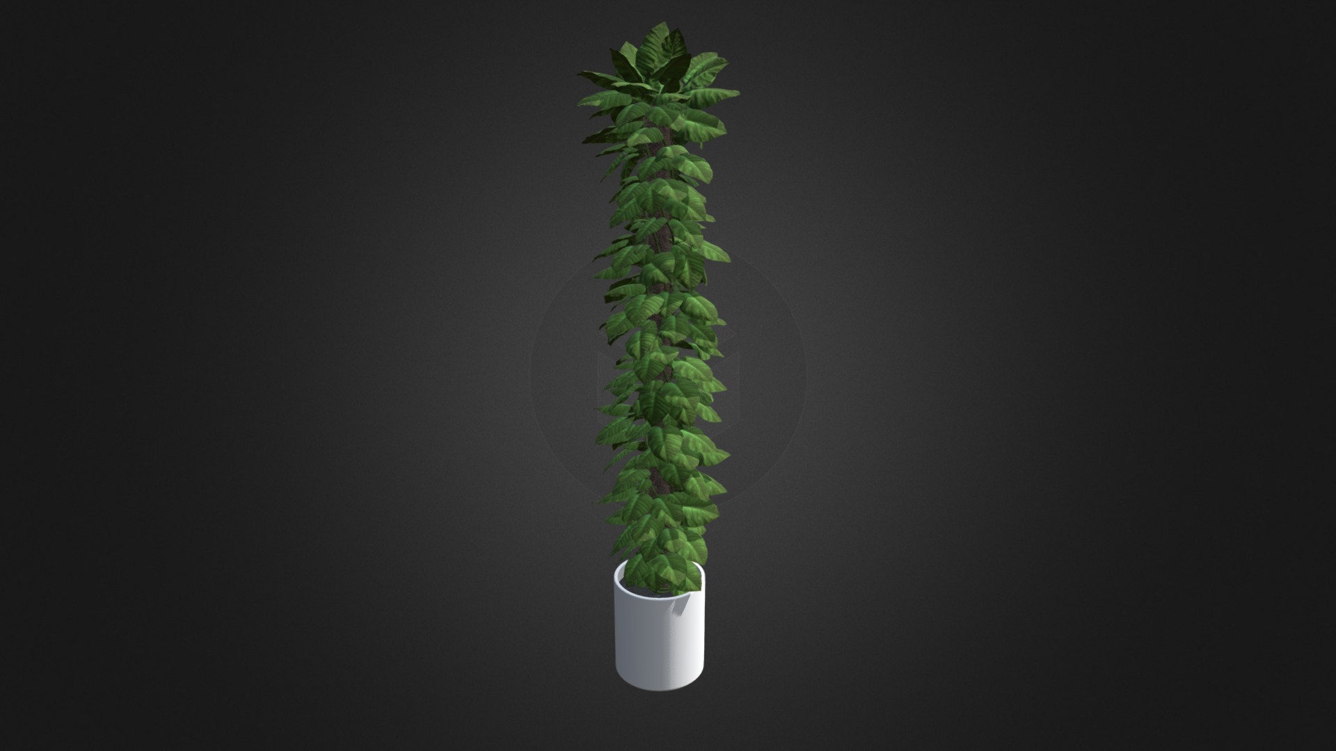 3D model Tall Climbing Plant - This is a 3D model of the Tall Climbing Plant. The 3D model is about a plant in a pot.