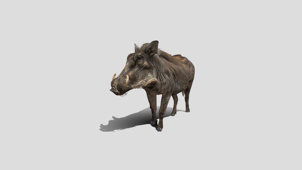 Mud-Splattered Warthog, pig
