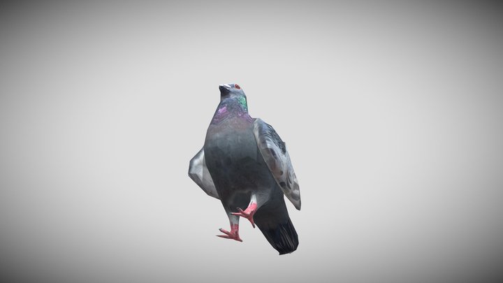 Pigeon 3D Model