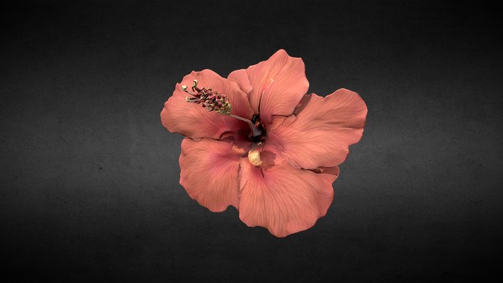 Hibiscus Dream