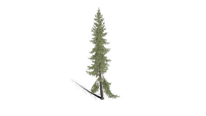 Realistic HD Black spruce (10/38) 3D Model