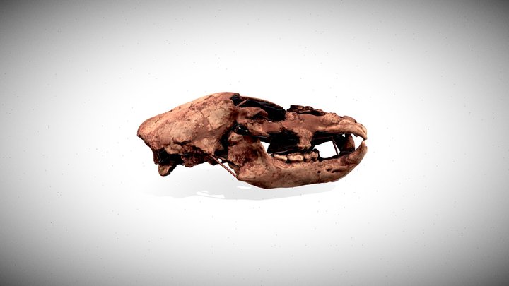 Brown bear (Ursus arctos) - Beatrice Cenci Cave 3D Model