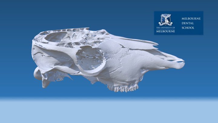 Cow Skull Transverse Section 3D Model