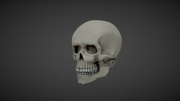 Human skull 3D Model