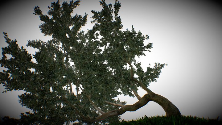 Fallen Curved Tree 3D Model
