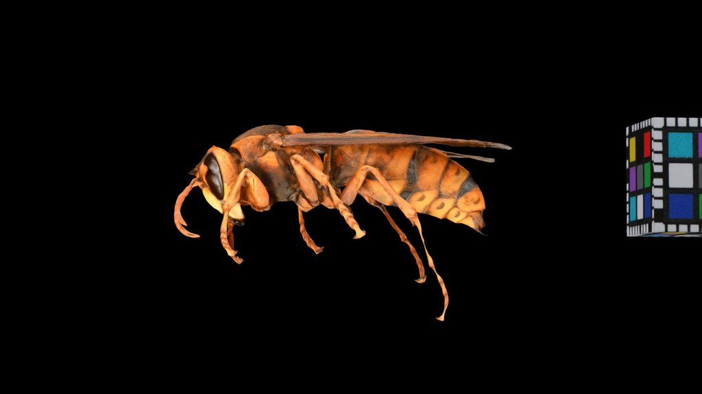 CC0 キイロスズメバチ 🐝 Japanese Yellow Hornet