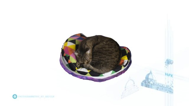 Sleeping cat 3D Model