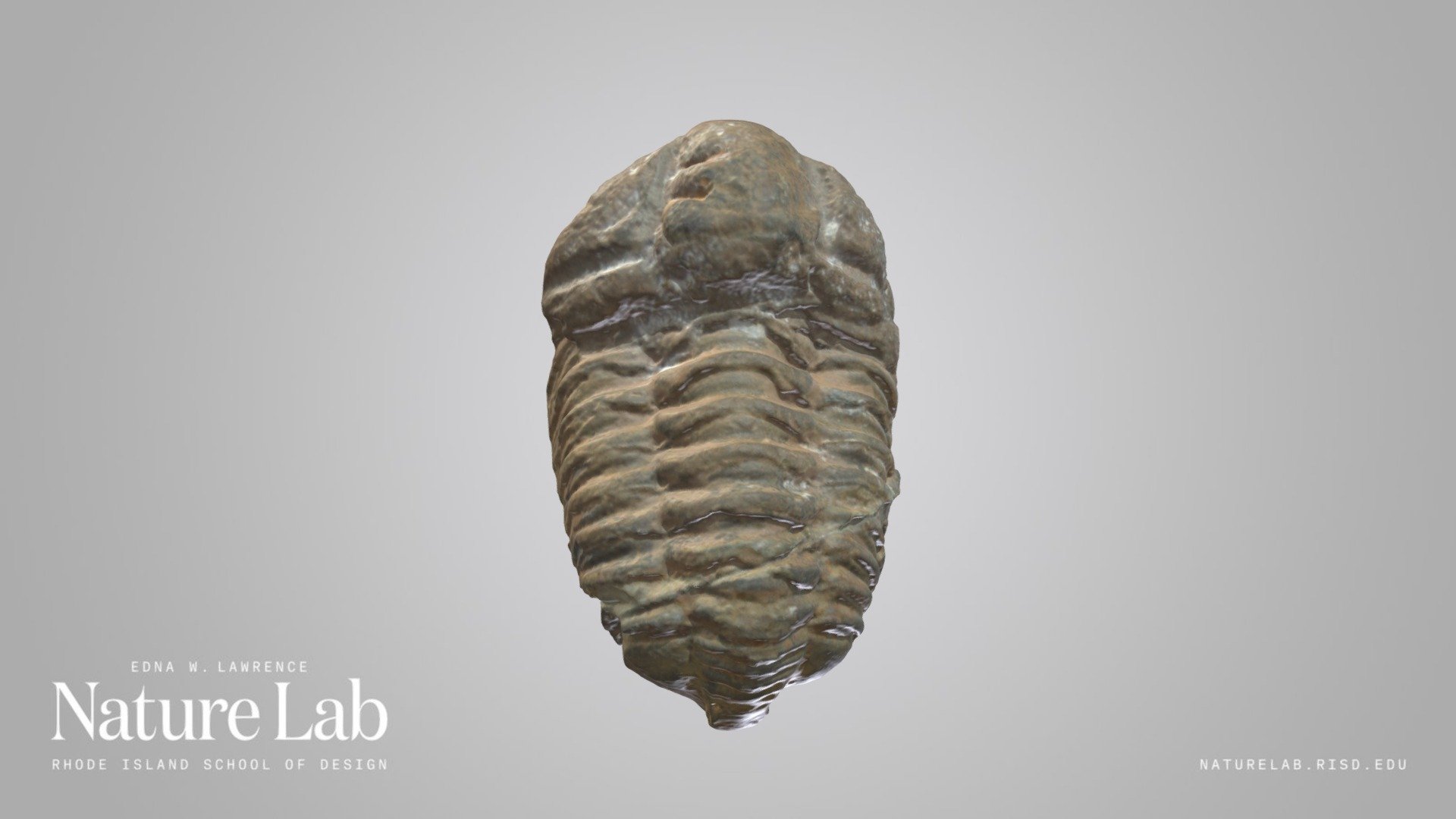 Trilobite Fossil - Download Free 3D model by RISD Nature Lab ...