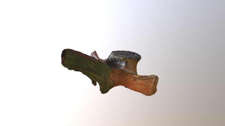 Whale Bone 3 3D Model