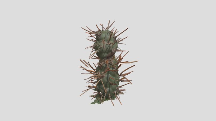 CHOYA 3D Model