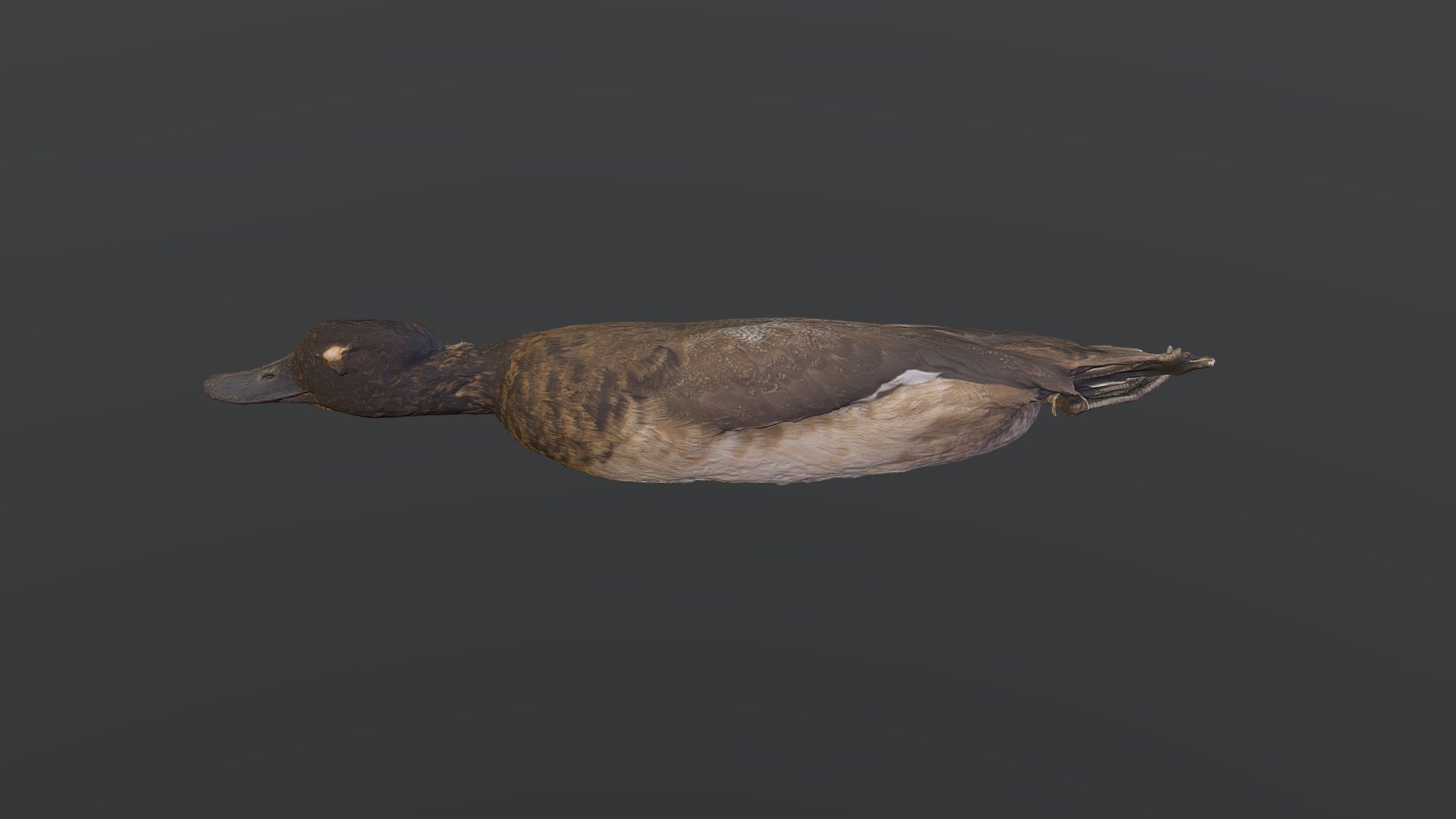 Lesser Scaup - Aythya affinis