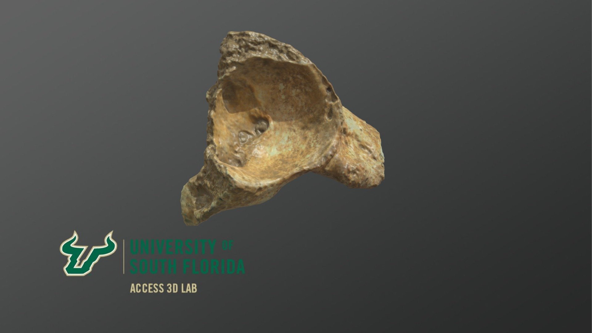 Pelvic Fragment 1 Artec Spider